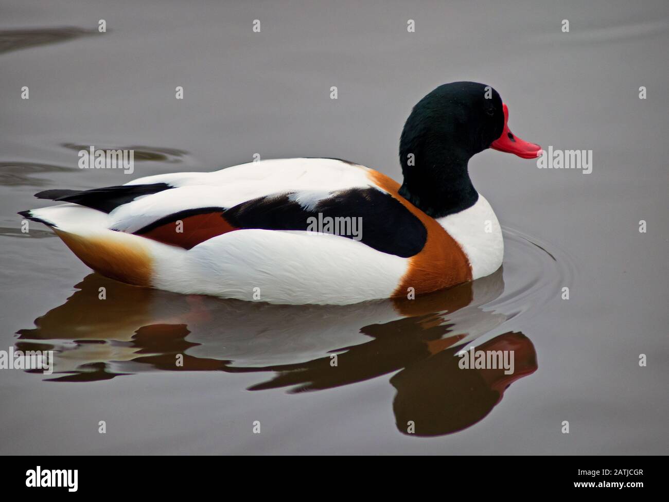 Eine exotische Ente auf dem Wasser im Martin Mere Naturreservat. Stockfoto