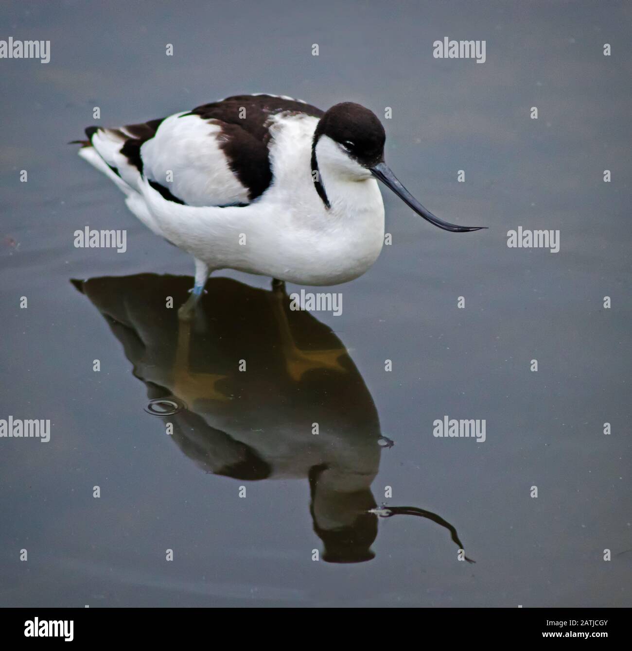 Ein Avocet auf der Suche nach Essen im Martin Mere Naturreservat. Stockfoto