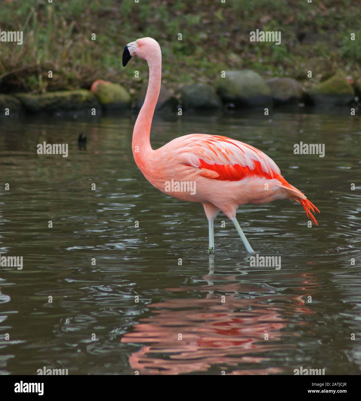 Ein rosafarbener Flamingo im Naturreservat Martin Mere. Stockfoto