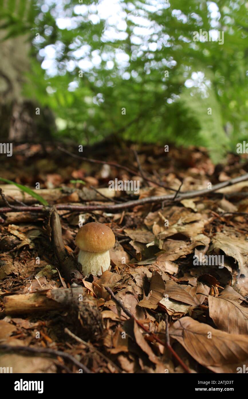 Kleiner Wald cep-Pilz. Boletus edulis Stockfoto