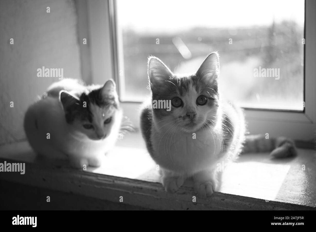 Zwei Kätzchen entspannten sich auf dem sonnigen Fenstersier, bw-Foto. Stockfoto