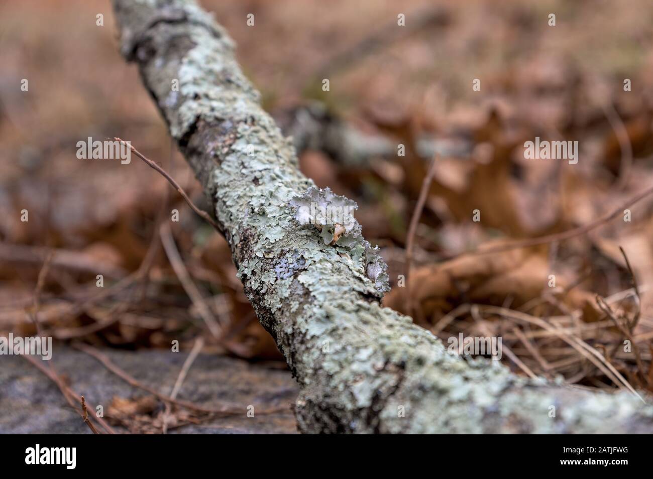 Common Greenshield Lichten wächst auf einer alten zerbrochenen Filiale in Upstate New York Stockfoto