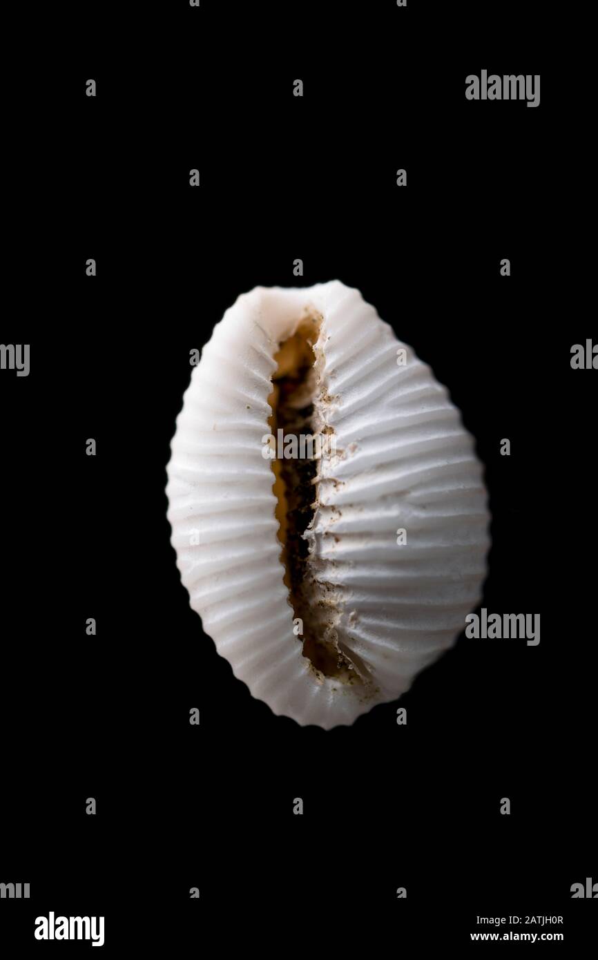 Ein Beispiel für eine europäische Cowrie-Schale, Trivia monacha, wurde an einem Strand in Dorset England GB verwaschen gefunden. Schwarzer Hintergrund. Stockfoto