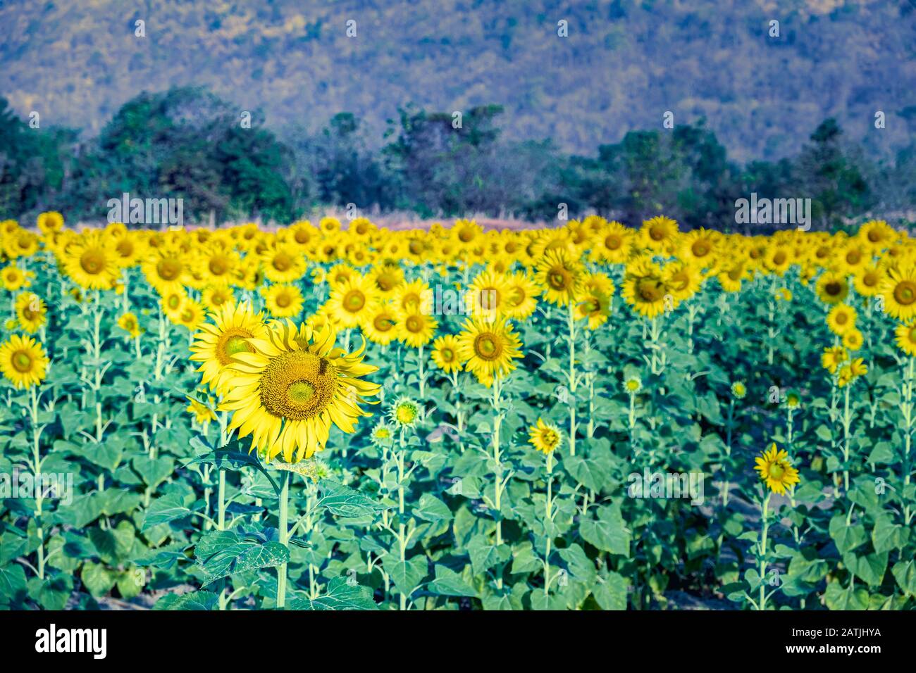 Sonnenblumenfeld mit verwacklungsunscharfen Bergen im Hintergrund auf dem Feld lebendig Stockfoto