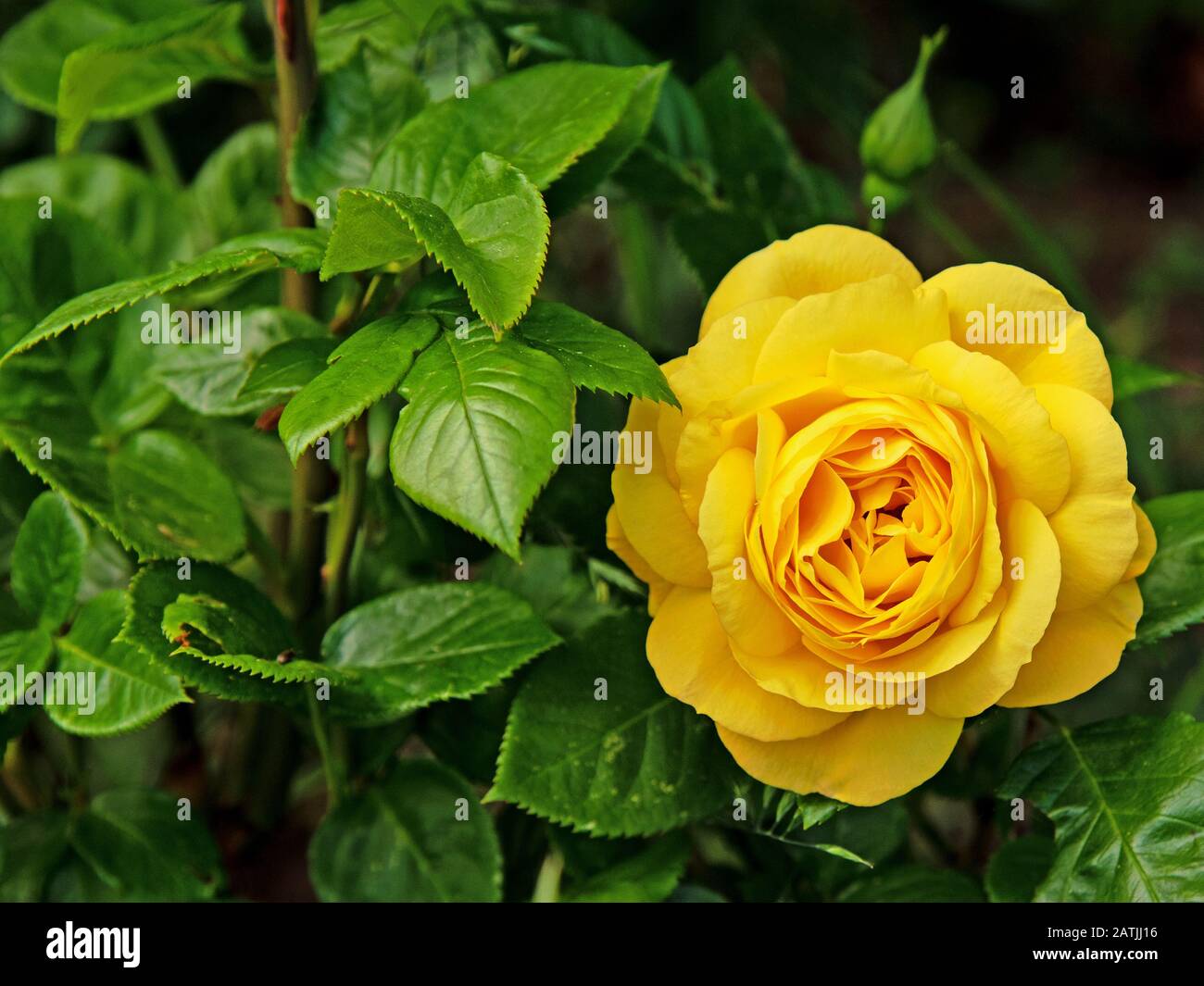 Gelbe Rosen im Garten Stockfoto