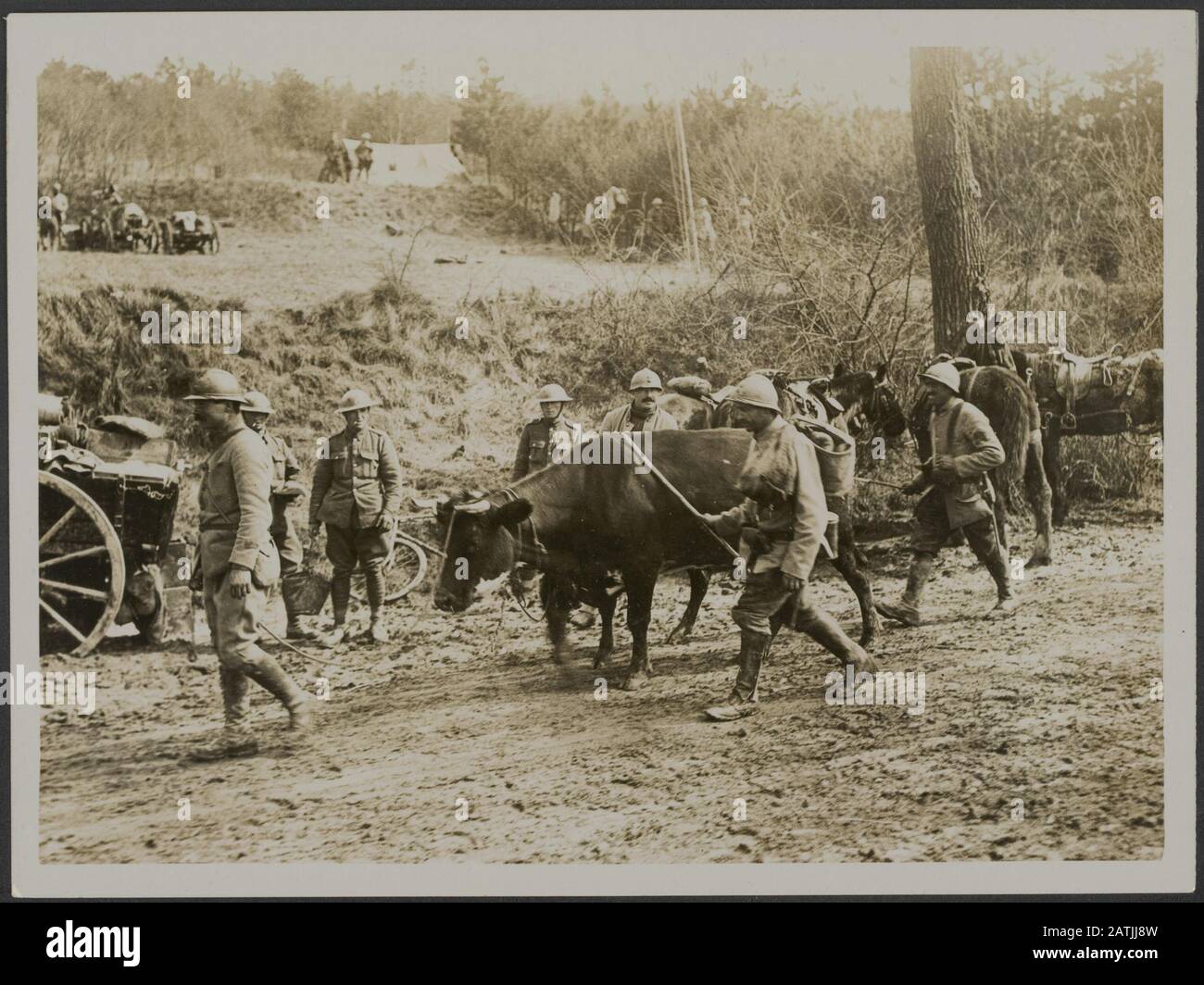 Die britische Westfront in Frankreich - die deutsche Offensivbeschreibung: An der anglofranzösischen Front. Französische Soldaten, die verlassene Kühe mitgebracht haben Anmerkung: Britische Westfront in Frankreich - Die deutsche Offensive. Die anglofranzösische Front. Französische Soldaten bringen verlassene Kühe in Sicherheit Datum: {1914-1918} Ort: Frankreich Schlüsselwörter: WWI, Fronten, Kühe, Soldaten Stockfoto