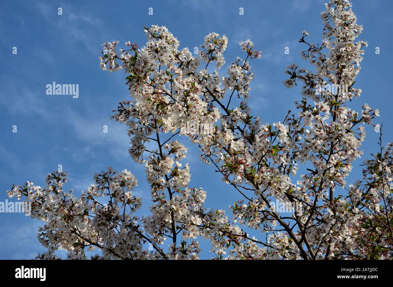 Vor der Kulisse des Himmels blühen Kirschbäume Stockfoto