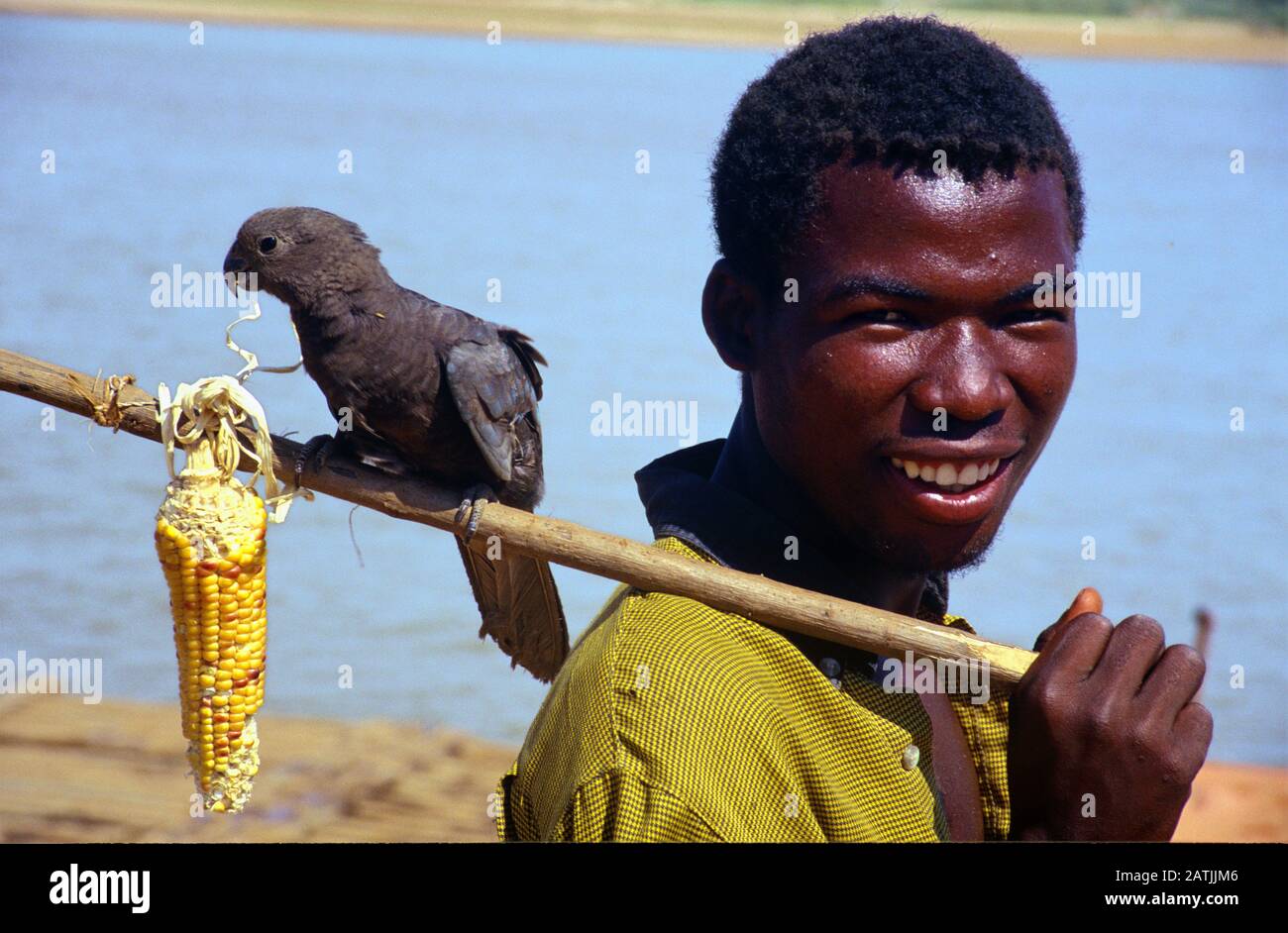 PET Lesser Vasa Parrot oder Black Parrot, Coracopsis nigra, Auf Stick Gehaucht oder Auf Pole von Malagasy Boy Madagaskar Getragen Stockfoto