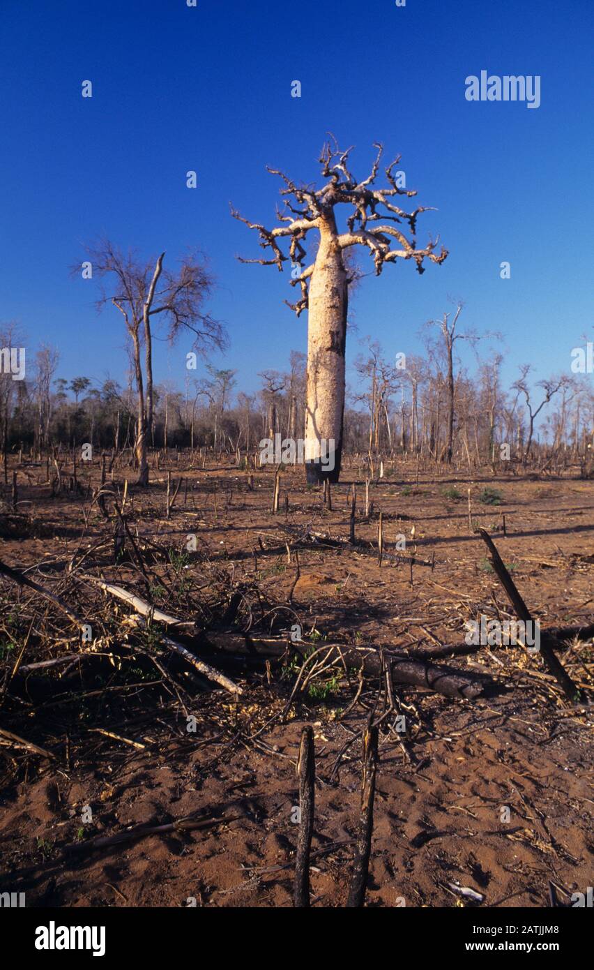 Single Baobab Standing After Slash-and-Burn Agriculture or Kultivation, alias Fire-falow Kultivation, & Entwaldung in Madagaskar Stockfoto