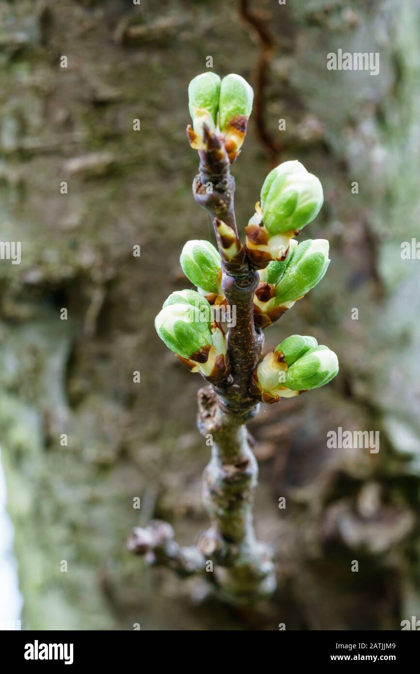 Winterknospen eines Kirschbaums (prunus avium) mit grünen Sepalen und weißen Kronblättern sprießen im Frühjahr in deutschen Obstgärten. Nahaufnahme Makro, Hintergrundunschärfe Stockfoto