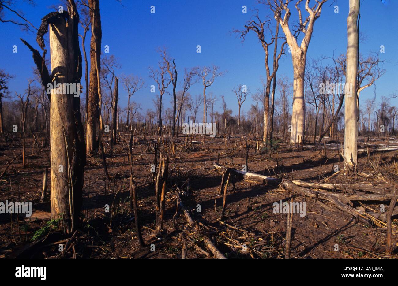 Slash-and-Burn Agriculture or Kultivation, auch bekannt als Fire-falow-Kultivierung, und Entwaldung in Madagaskar Stockfoto