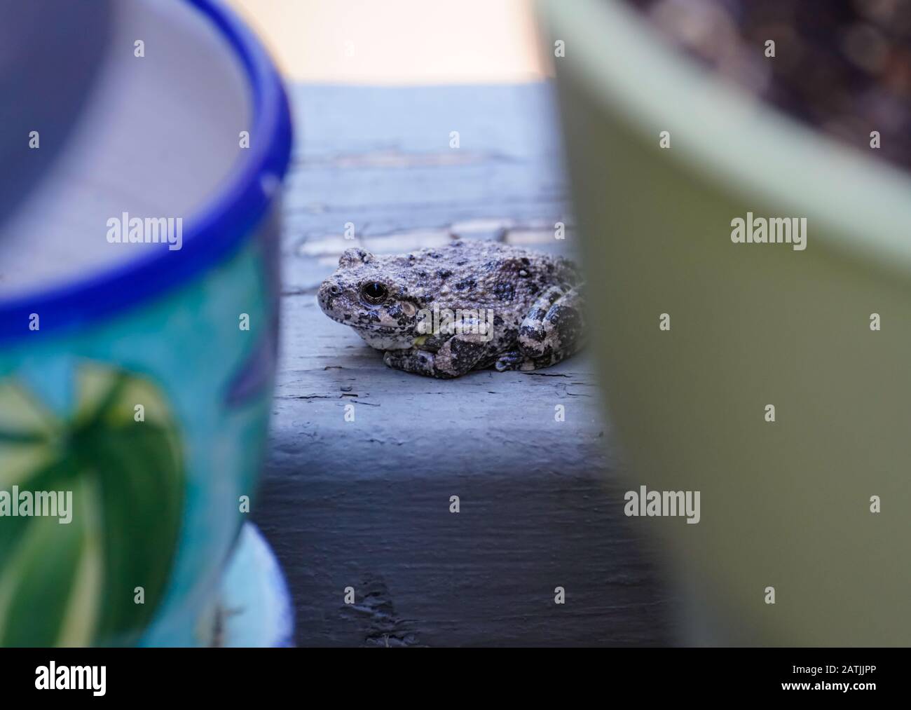 Ein Barking Tree Frog aus dem Norden Arizonas macht eine Pause zwischen den Blumentöpfen. Stockfoto