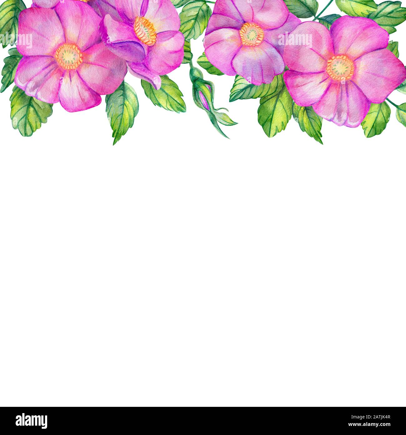 Aquarell, quadratischer Rahmen mit Rosettenhüften. Rosafarbene Blumen, Blätter auf der Oberseite mit Platz für Text. Für Hochzeitsdruck und soziale Netzwerke. Rosa Canina, r. Stockfoto