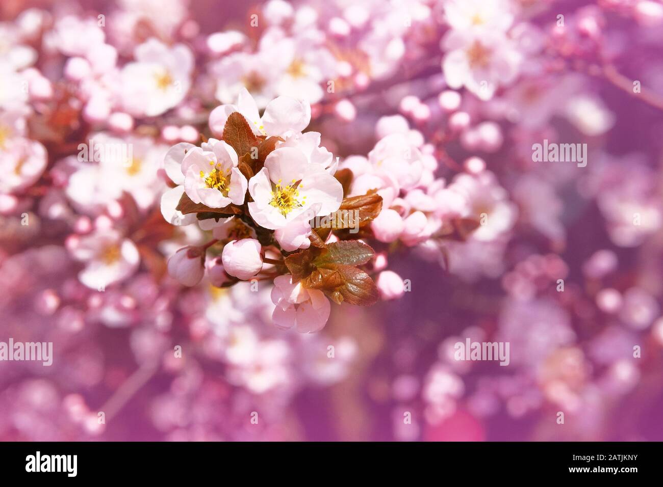 Aprikosenblumen blühen mit weißen, hell duftenden Kronblättern. Grußkarte für den Tag der Frauen. Verwischter Naturhintergrund im Frühling, violette Farbe. Stockfoto
