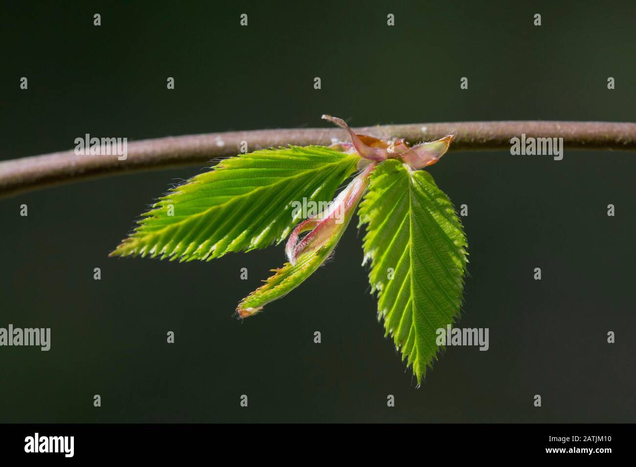 Europäische Hainbuche/gewöhnliche Hainbuche (Carpinus betulus) mit frisch auftauchtem Laub im Frühjahr Stockfoto