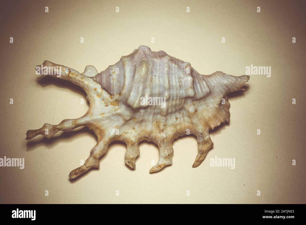 Großer, stacheliger Seashell mit weißer und brauner Farbe, Nahaufnahme. Stockfoto