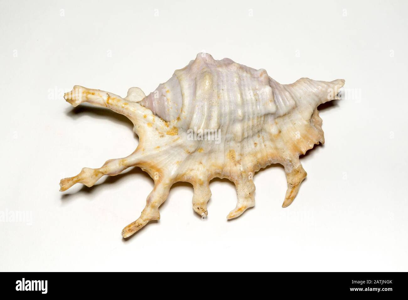 Großer, stacheliger Seashell mit weißer und brauner Farbe, Nahaufnahme. Stockfoto