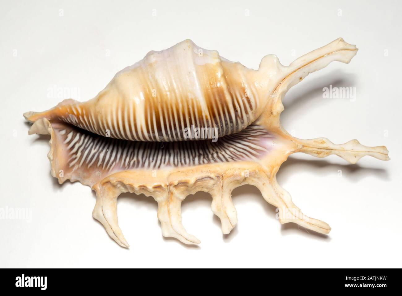 Großer, stacheliger Seashell mit weißer und brauner Farbe, Nahaufnahme. Stockfoto