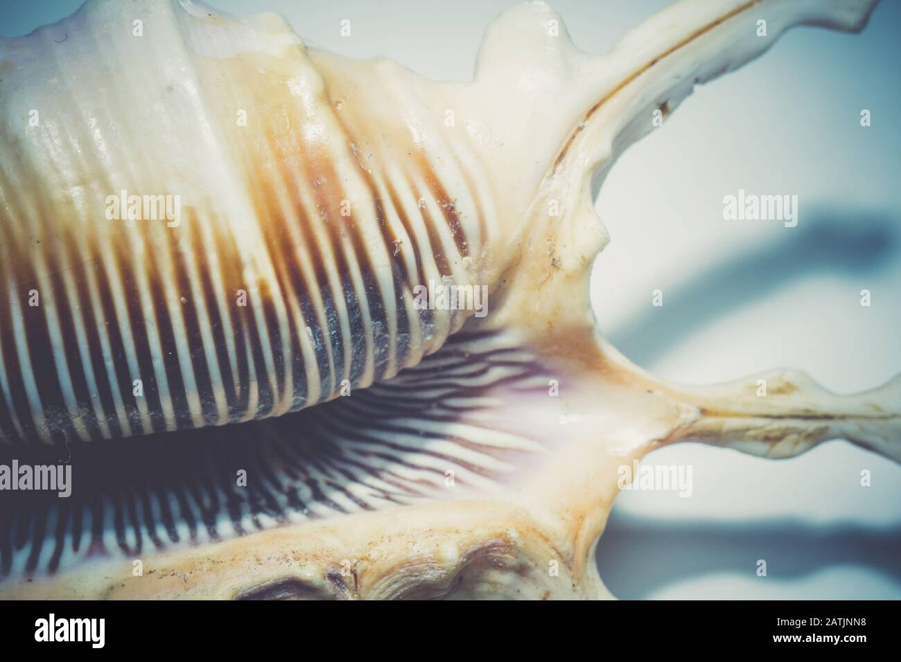 Großer, stacheliger Seashell mit weißer und brauner Farbe, Nahaufnahme. Stockfoto