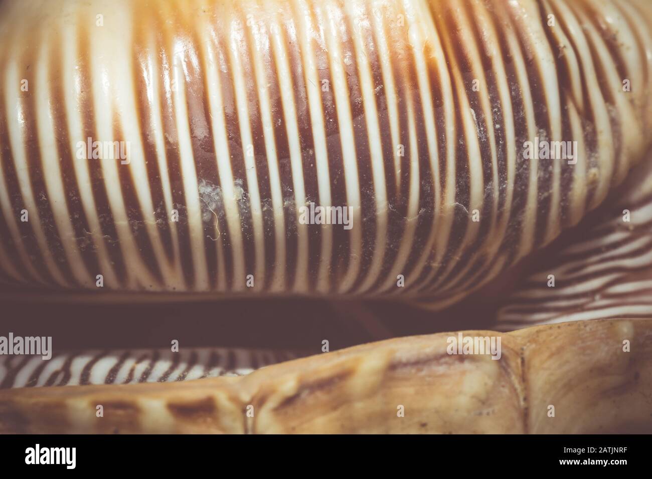 Großer, stacheliger Seashell mit weißer und brauner Farbe, Nahaufnahme. Stockfoto