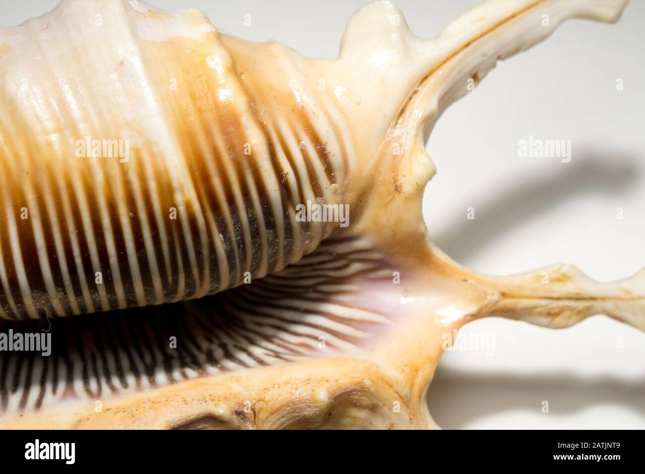 Großer, stacheliger Seashell mit weißer und brauner Farbe, Nahaufnahme. Stockfoto