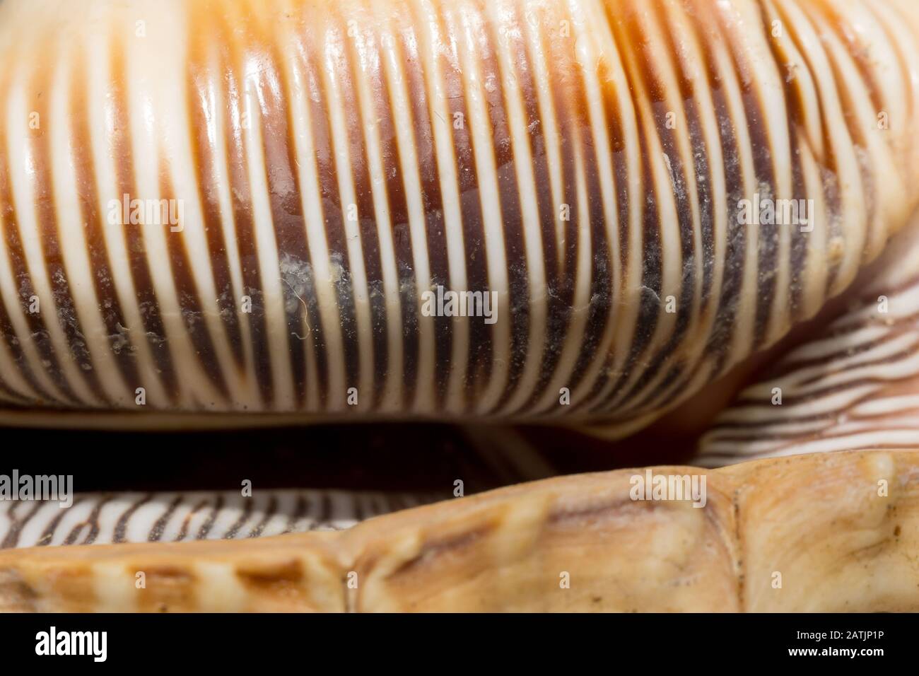 Großer, stacheliger Seashell mit weißer und brauner Farbe, Nahaufnahme. Stockfoto