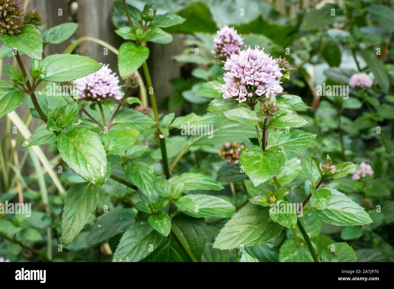 Blühende Pfefferminze (Mentha piperita) Pflanzen in einem Garten ...