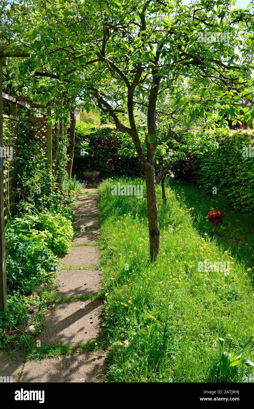 Kleiner Wildgarten mit Bäumen und einer ungeschnittenen Wiese zur Förderung von Insekten. Boughton Monchelsea Village, Kent, England. Stockfoto