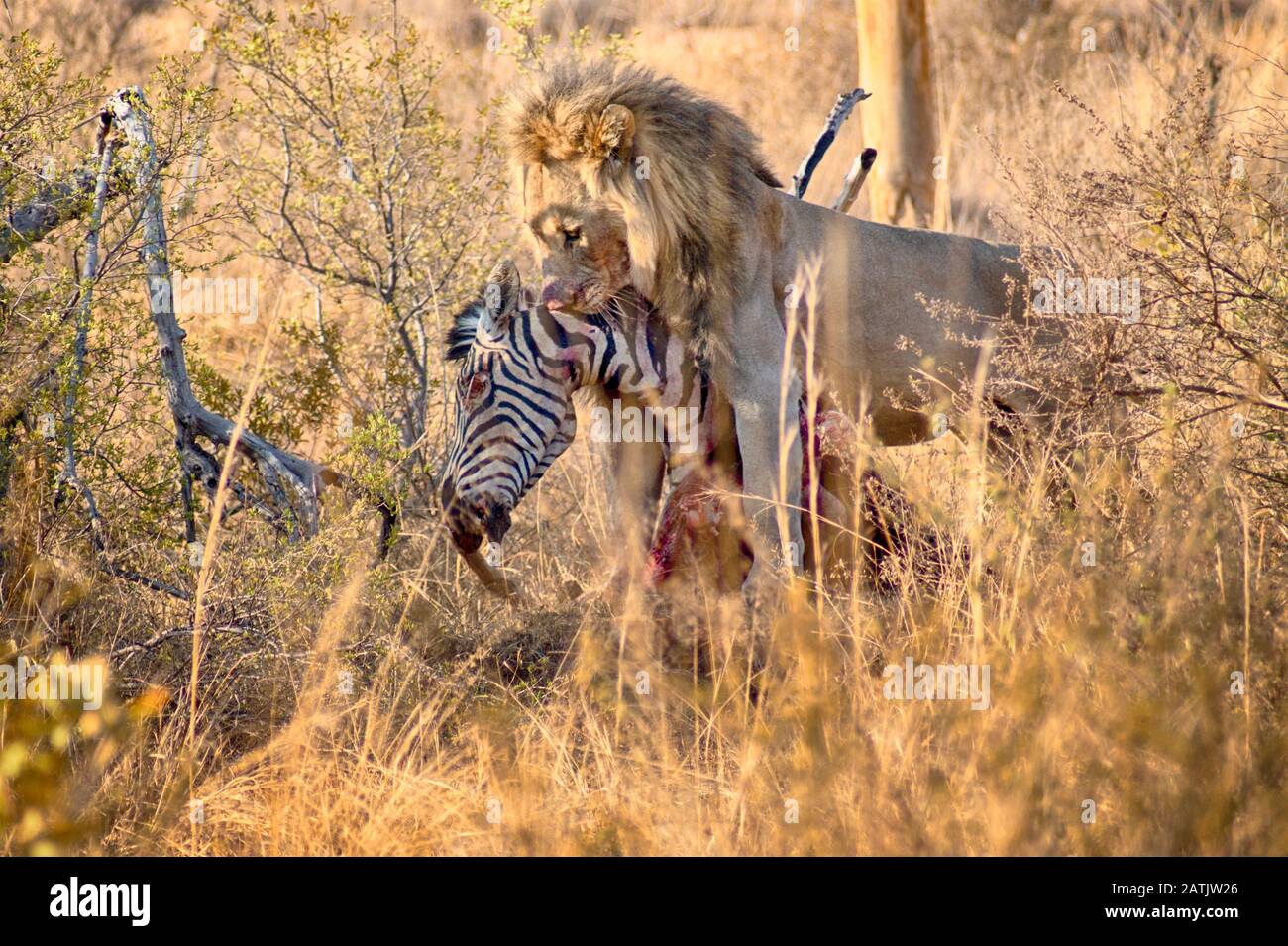 Männlicher Löwe, der nach der Jagd auf die Savanne im Sommer in Südafrika ein Zebra isst Stockfoto