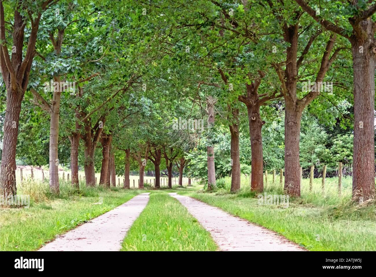 Baumallee in Mecklenburg-Vorpommern Stockfoto