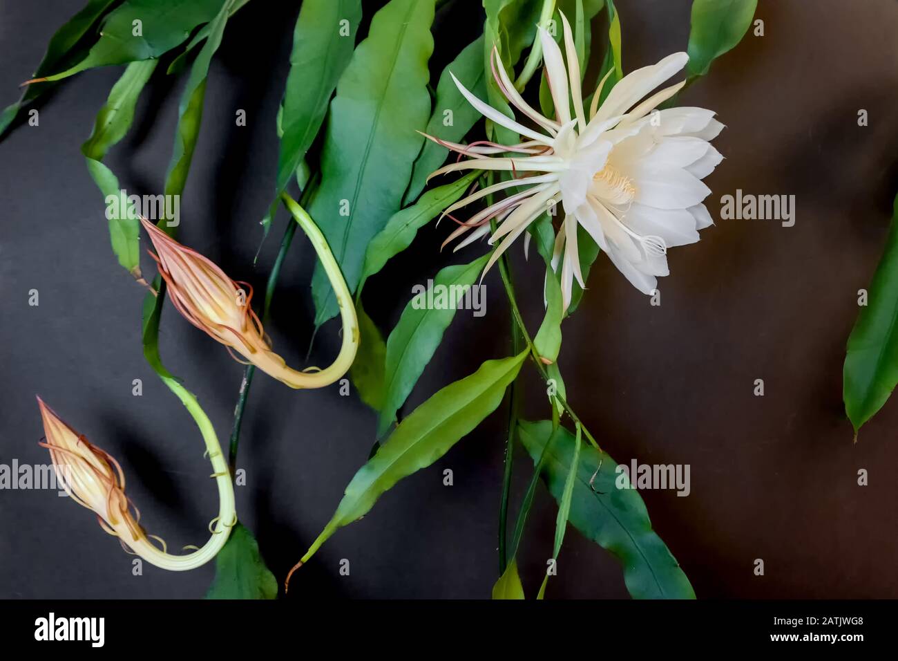 Zwei Knospen und eine weiße Blüte der Königin der Nacht (Epiphyllum oxypetalum) Kakteenpflanze, nächtliches Aufblühen, mit charmanter, zwitterhaft duftender Lärchen Stockfoto