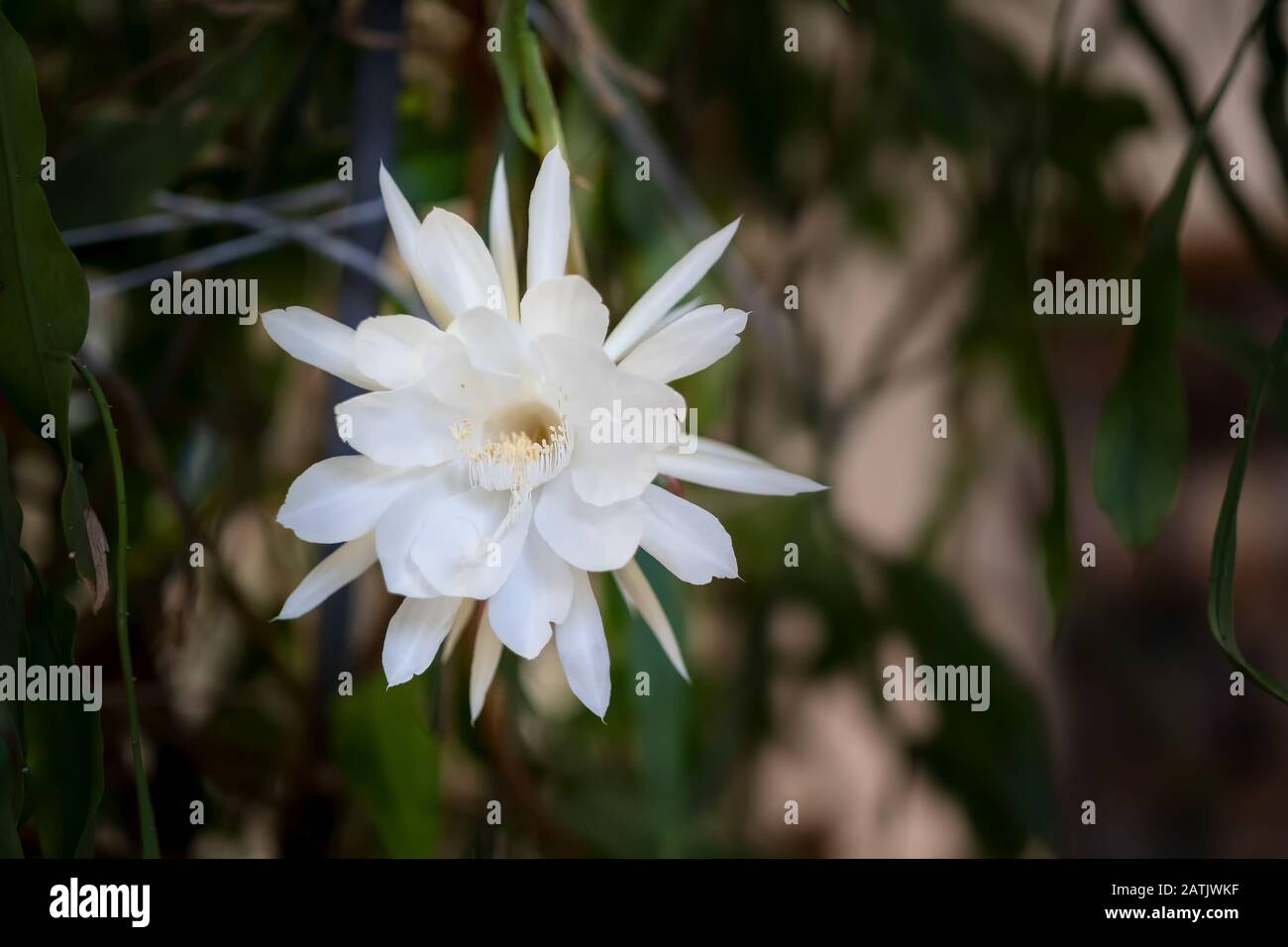 Vorderansicht einer weißen Blüte der Königin der Nacht (Epiphyllum oxypetalum) Kakteenpflanze, Nachtblüte, mit charmantem, betörend duftendem Llar Stockfoto