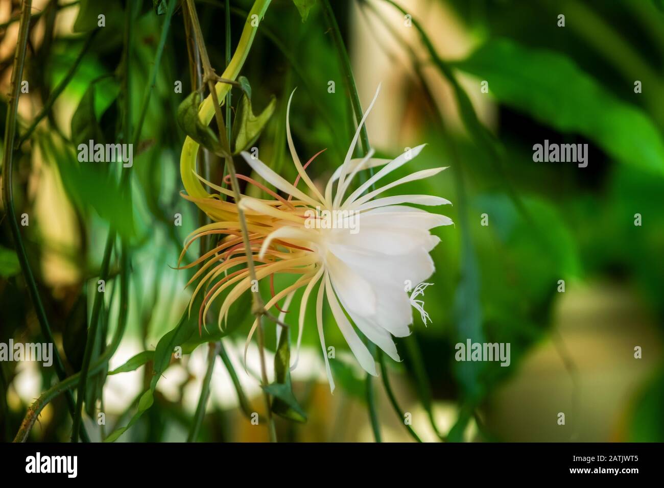 Eine weiße Blüte der Königin der Nacht (Epiphyllum oxypetalum), Kakteenpflanze, nächtliches Aufblühen, mit charmanter, betörend duftender großer weißer Blüte Stockfoto