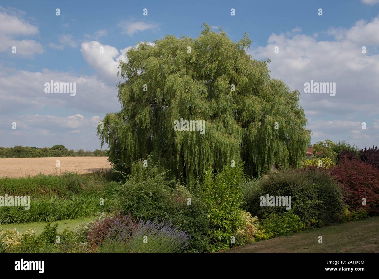Weeping Willow Tree (Salix babylonica) an Der Seite eines mit Duckweed Bedeckten Teichs in einem Country Cottage Garden in Rural Warwickshire, England, Großbritannien Stockfoto