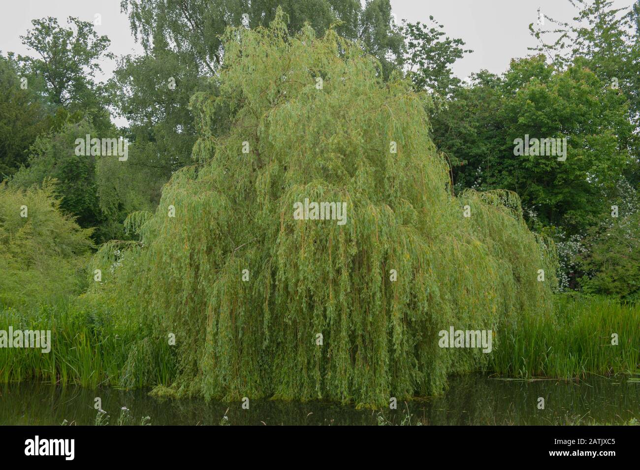 Salix babylonica pendula Fotos und Bildmaterial in hoher Auflösung