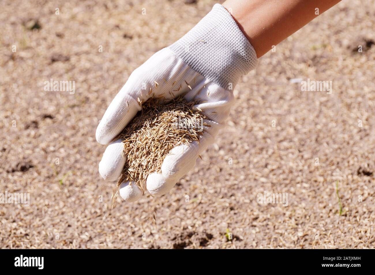 Säen von Getreide. Eine Frau mit Handschuhfund sät Grassamen. Stockfoto