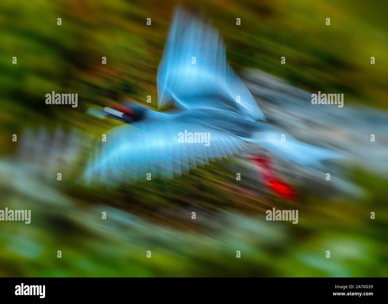 Roter Galapagos Booby Vogel im Flug Stockfoto