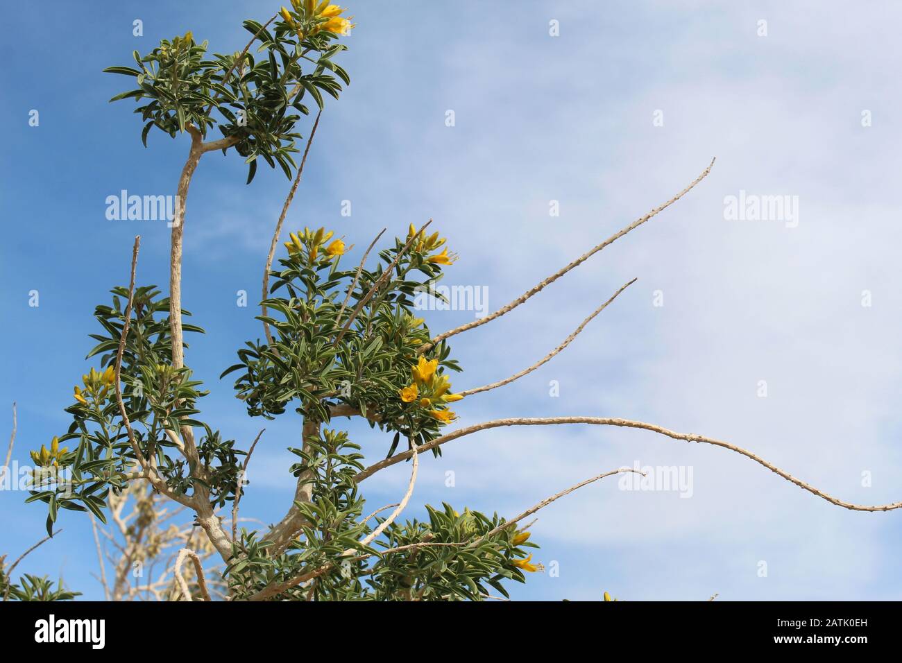 Die Exhudierung von Phytochemikalien, die als sekundäre Verbindungen bekannt sind, die Pflanzenelfenbein von Insekten abschrecken, ist Bladderpod, Peritoma Arborea, ein in der südlichen Mojave-Wüste heimischer Herkunft. Stockfoto