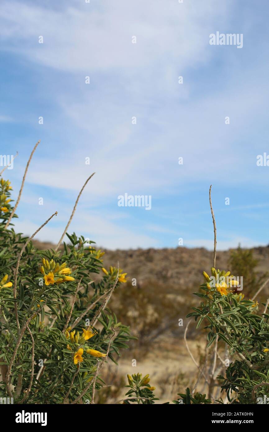 Die Exhudierung von Phytochemikalien, die als sekundäre Verbindungen bekannt sind, die Pflanzenelfenbein von Insekten abschrecken, ist Bladderpod, Peritoma Arborea, ein in der südlichen Mojave-Wüste heimischer Herkunft. Stockfoto