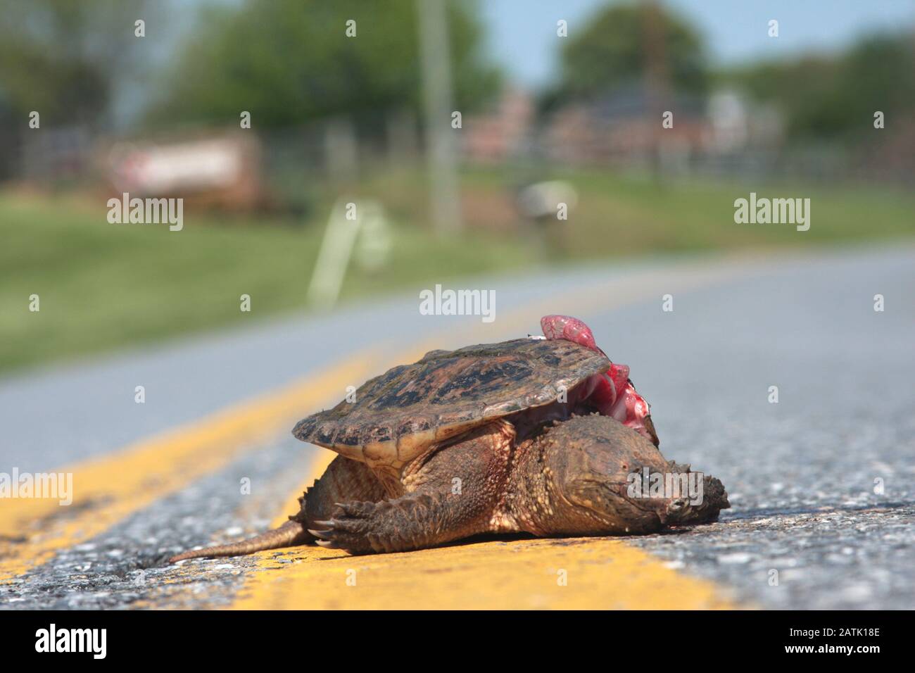 Überfahrende Schildkröte mitten auf der Straße Stockfoto
