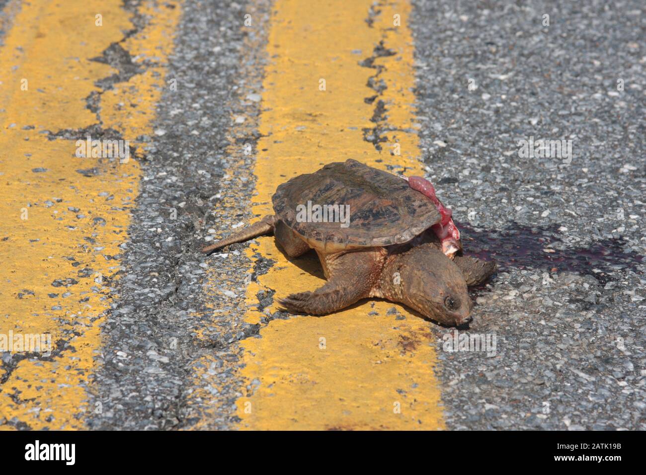 Überfahrende Schildkröte mitten auf der Straße Stockfoto