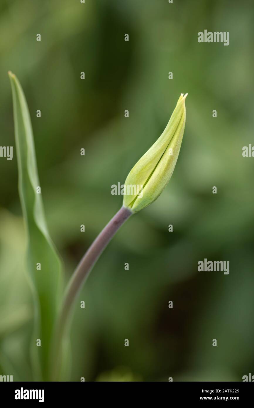 Alles grün, Tulpe vor der Blüte, Hintergrund außer Fokus, schön verschwommen Stockfoto