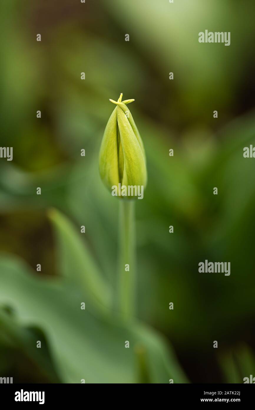 Noch geschlossene Tulpenblüte, Hintergrund außer Fokus, schön verschwommen Stockfoto