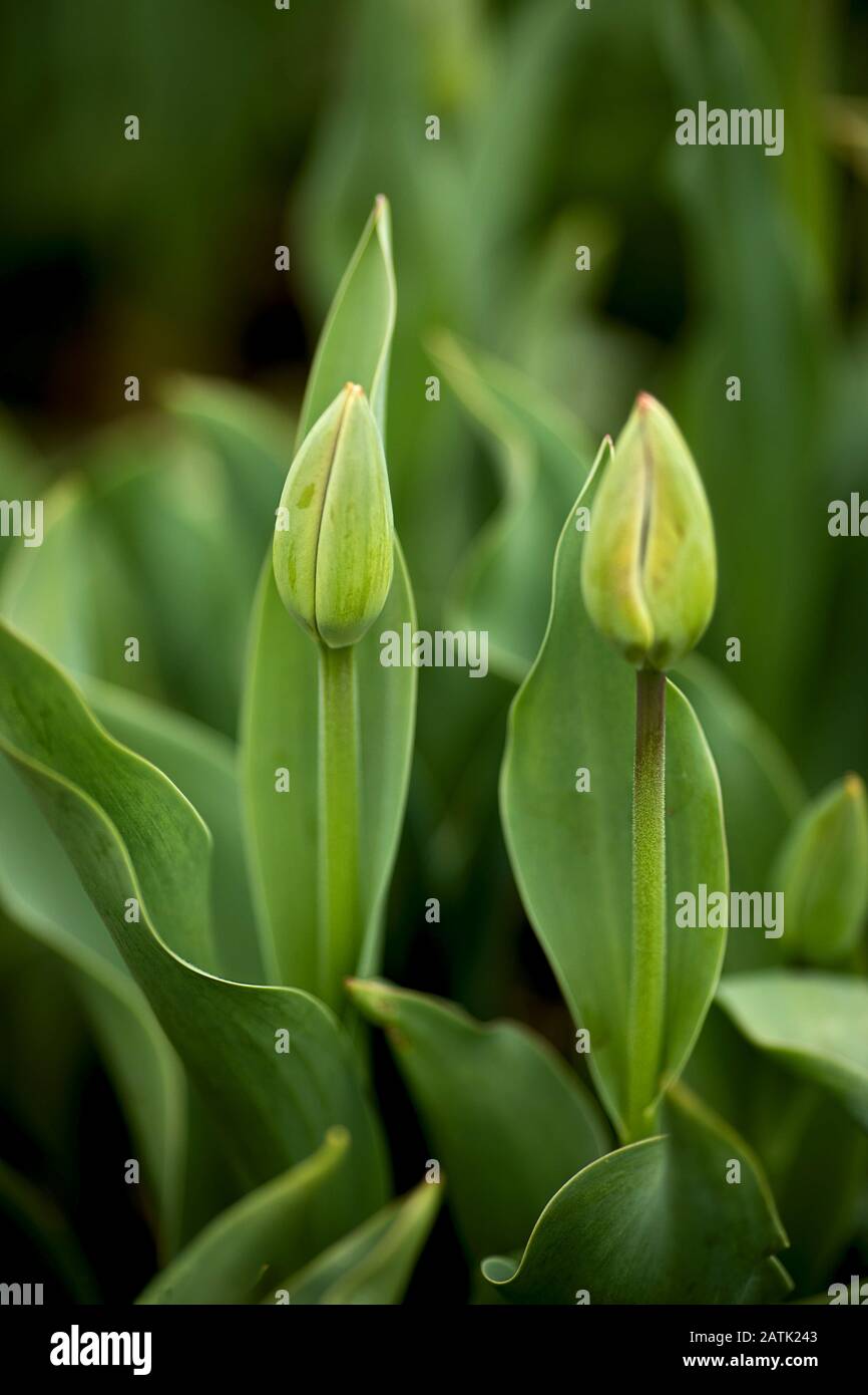 Alles Grün, Tulpen vor der Blüte, Hintergrund außer Fokus, schön verschwommen Stockfoto