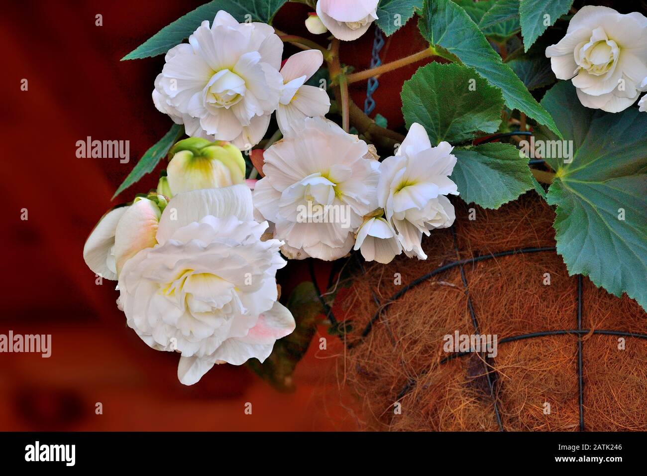 Sanfte Blumen weißer Bettler im Blumentopf schließen sich. Begonia ist eine spektakuläre und elegante, blühende Zierpflanze für Garten, Hausflorikultur Stockfoto