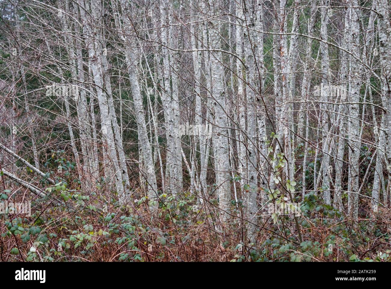 Die im Winter nackten roten Erlen bilden starke vertikale Linien zwischen einem Vordergrund aus buntem Pinsel und Hintergrund dunkelgrüner Nadelbäume. Stockfoto