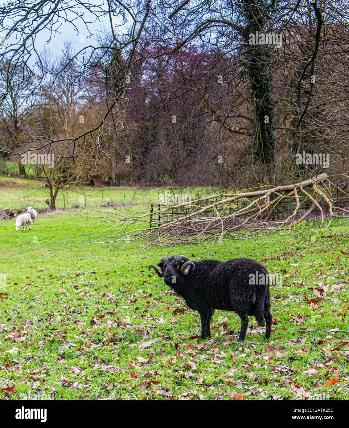 Schwarze Schafe Der Kreidestrom des River Wey, der durch die Wasserwiesen von Issington und Bentley Hampshire fließt Stockfoto