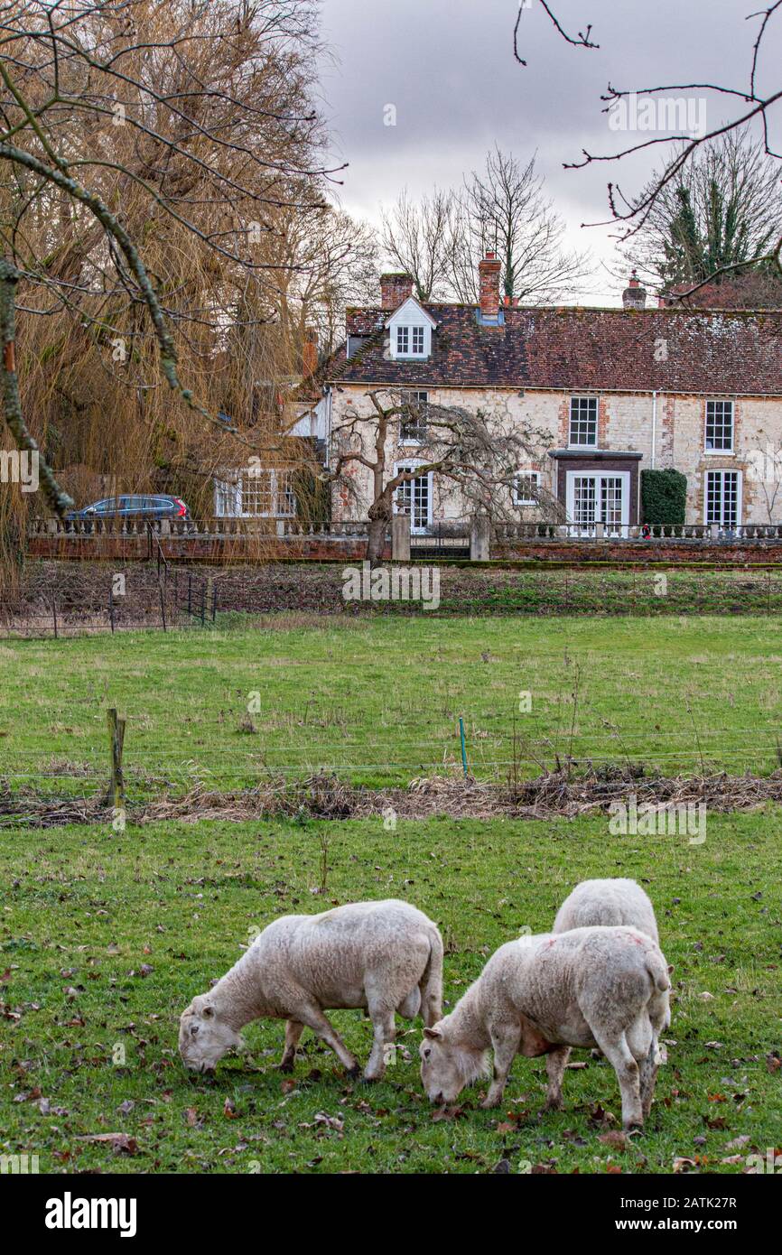 Schaf Der Fluss Wey Kreidebach, der durch Issington und Bentley Hampshire Wasserwiesen fließt Stockfoto