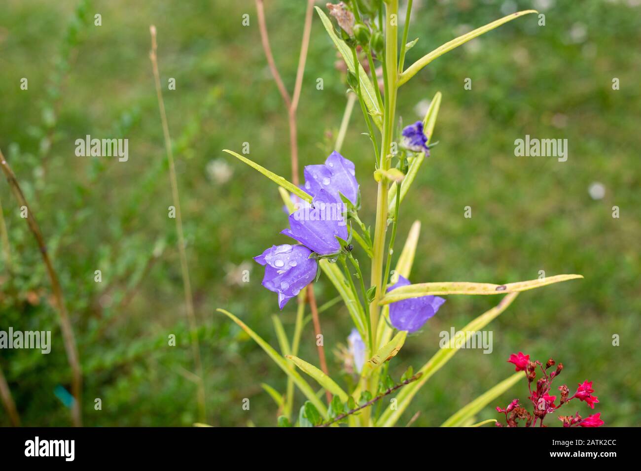Strauss glockenblume Fotos und Bildmaterial in hoher Auflösung Alamy