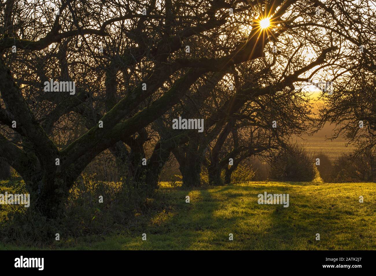 Am frühen Morgen scheint die Sonne durch apfelbäume im alten Obstgarten, Haddenham, Cambridgeshire Stockfoto